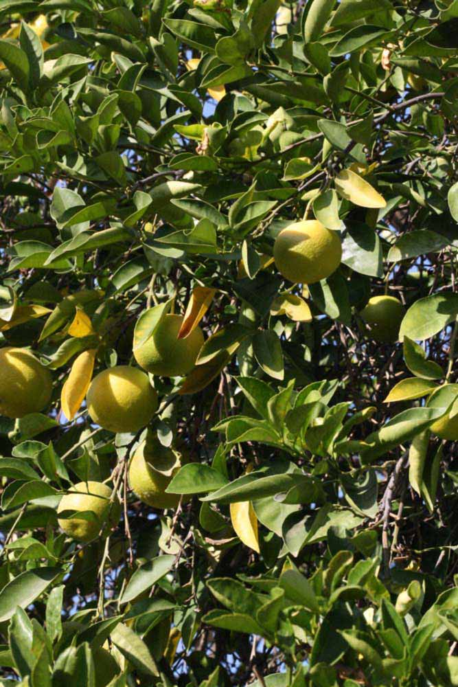            Sun leaves (Riverside, CA)   